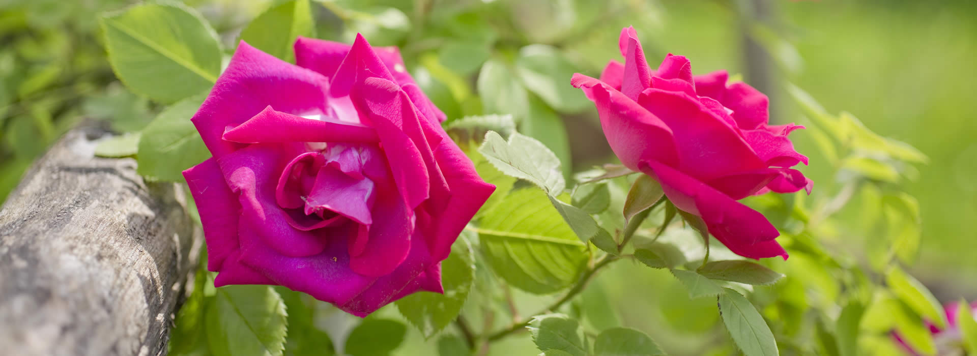 Il giardino delle Rose